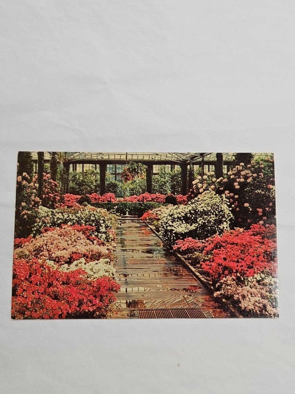 Longwood Gardens Kennett Square PA Azaleas Rhododendrons Postcard